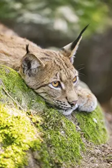 Eurasian lynx (Lynx lynx) lying on a rock in a forest