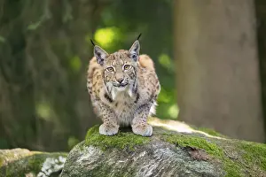 Eurasian lynx (Lynx lynx) lying on a rock in a forest