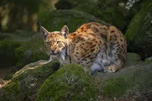 Framed Print : Eurasian lynx (Lynx lynx) lying on a rock in a forest Framed Print : Eurasian lynx (Lynx lynx) lying on a rock in a forest