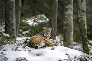 Eurasian lynx (Lynx lynx) lying on rock in the snow in winter