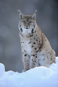 Eurasian Lynx (Lynx lynx), male adult