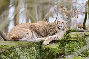 Eurasian lynx (Lynx lynx) mother with her youngster lying on a rock
