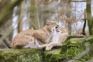 Eurasian lynx (Lynx lynx) mother with her youngster lying on a rock