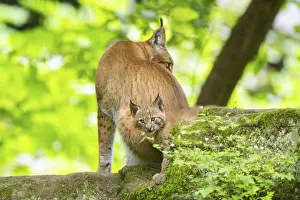 Eurasian lynx (Lynx lynx) mother with her youngsters (cubs) in a forest