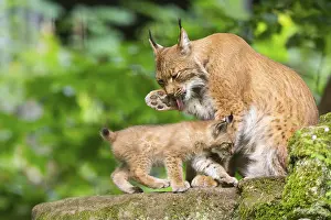 Eurasian lynx (Lynx lynx) mother with her youngsters (cubs) in a forest