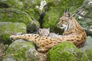 Eurasian lynx (Lynx lynx) mother with her youngsters (cubs) lying on a rock in a forest
