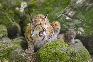 Eurasian lynx (Lynx lynx) mother with her youngsters (cubs) lying on a rock in a forest