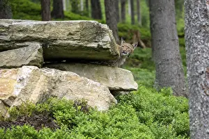Eurasian lynx (Lynx lynx) peering out from behind a rock