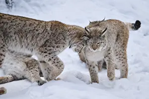 Eurasian lynx (Lynx lynx) playing in the snow in winter