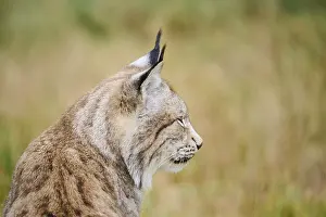 Eurasian lynx (Lynx lynx), portrait