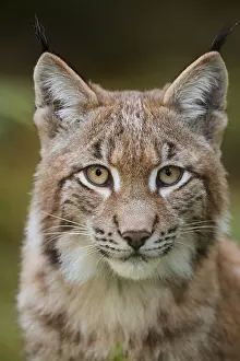Eurasian lynx (Lynx lynx), portrait