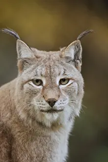 Eurasian lynx (Lynx lynx), portrait