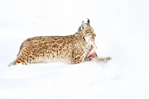 Eurasian Lynx (Lynx lynx) with prey