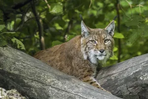 Eurasian lynx (Lynx lynx) resting among fallen tree trunks in forest