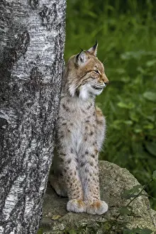 Eurasian lynx (Lynx lynx) resting on rock next to birch tree in forest