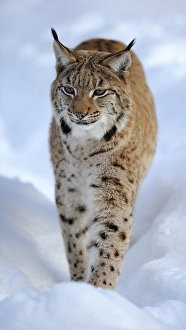 Eurasian Lynx (Lynx lynx), running through deep snow