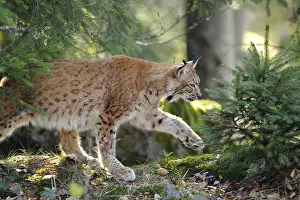 Eurasian lynx (Lynx lynx) running in the dense forest