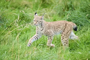 Eurasian lynx (Lynx lynx) running through the grass