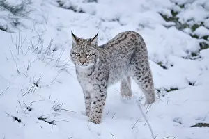 Eurasian lynx (Lynx lynx) running in the snow
