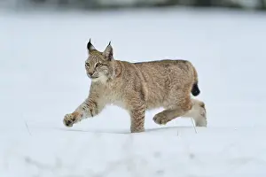 Eurasian lynx (Lynx lynx), running across snow-covered meadow