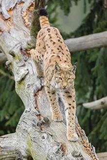 A Eurasian lynx (Lynx lynx) runs down a dead tree lying at an angle