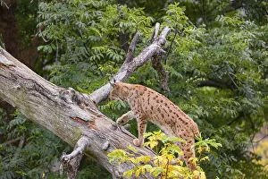 A Eurasian lynx (Lynx lynx) runs up a dead tree lying at an angle