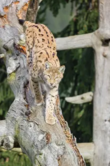 A Eurasian lynx (Lynx lynx) runs down a dead tree lying at an angle