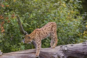 A Eurasian lynx (Lynx lynx) runs down a dead tree lying at an angle