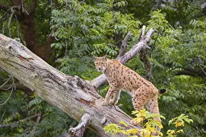 A Eurasian lynx (Lynx lynx) runs up a dead tree lying at an angle