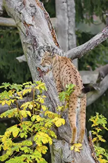 A Eurasian lynx (Lynx lynx) runs up a dead tree lying at an angle