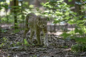 Eurasian lynx or (Lynx lynx) runs in deciduous forest