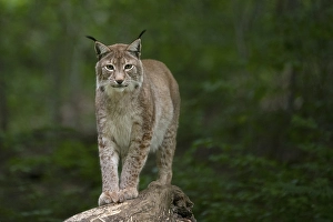 Eurasian lynx (Lynx lynx), Saarland
