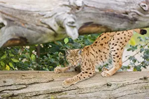 A Eurasian lynx (Lynx lynx) sharpens his claws on a dead tree lying on the ground