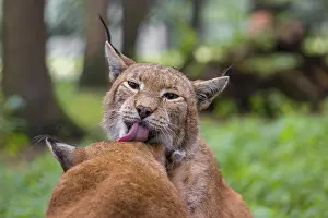 Two Eurasian lynx (Lynx lynx) sit on the forest floor and groom each other