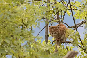 A Eurasian lynx (Lynx lynx) sits high up in a tree on a sunny day
