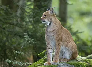 Eurasian lynx (Lynx lynx) sits on a moss-covered rock in the forest and looks attentively
