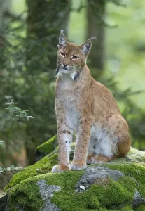 Eurasian lynx (Lynx lynx) sits on a moss-covered rock in the forest and looks attentively