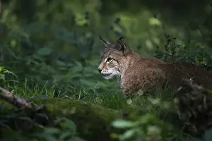 Eurasian lynx (Lynx lynx), sitting in the bushes