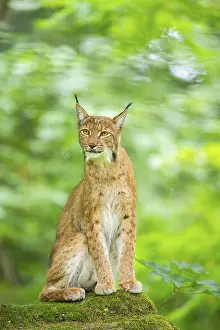 Eurasian lynx (Lynx lynx) sitting in a forest