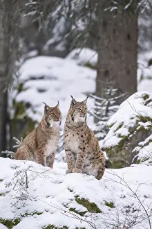 Eurasian lynx (Lynx lynx) sitting in a forest in winter
