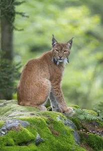 Eurasian lynx (Lynx lynx) sitting on a moss-covered rock in the forest and looking attentively