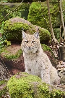 Eurasian lynx (Lynx lynx) sitting on a rock