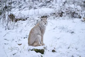 Eurasian lynx (Lynx lynx) sitting in the snow