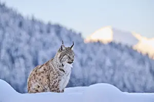 Eurasian lynx (Lynx lynx) sitting in the snow with mountains in the background