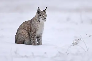 Eurasian lynx (Lynx lynx) sitting on a snowy meadow