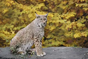 Eurasian lynx (Lynx lynx) sitting on a stone in autumn