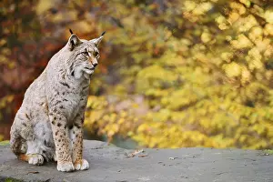 Eurasian lynx (Lynx lynx) sitting on a stone in autumn