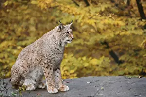 Eurasian lynx (Lynx lynx) sitting on a stone in autumn