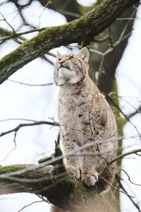 Eurasian lynx (Lynx lynx) sitting on a tree