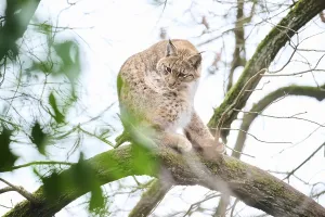 Eurasian lynx (Lynx lynx) sitting on a tree